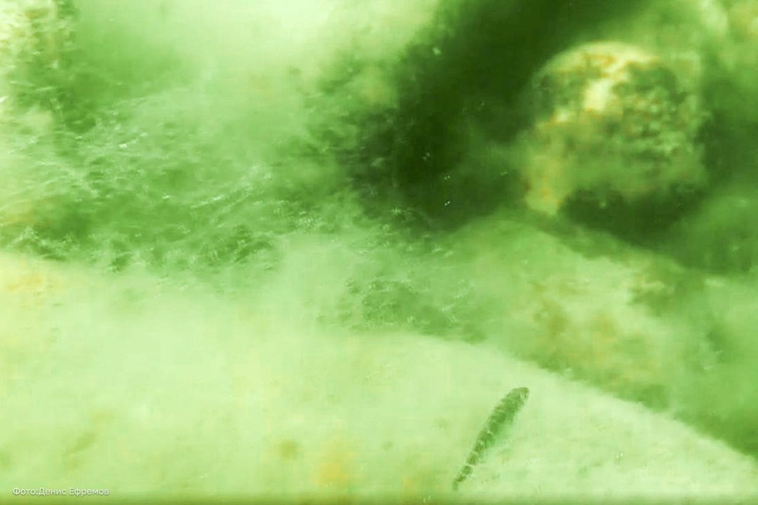 Тысячу лет вдали от «дома» Стартовал новый, лабораторный, этап исследований уникального краснокнижного эндемика — кильдинской трески.