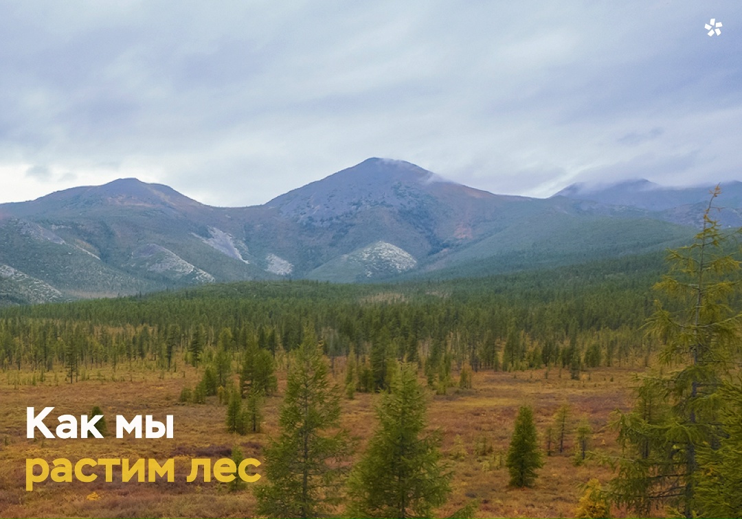 В декабре мы озвучили показатели 2025 года по лесовосстановлению: 3,8 млн сеянцев и более 1 500 гектаров восстановленной тайги