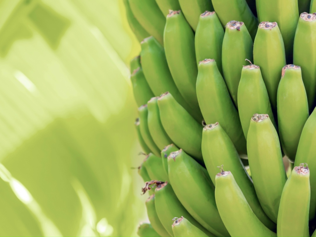 Посадочные площади субтропических и тропических культур в Сочи к 2035 году увеличатся до 4 тыс. га, план ан 2030-й – 1,5 тыс. га. Такой прогноз в ходе выставки…