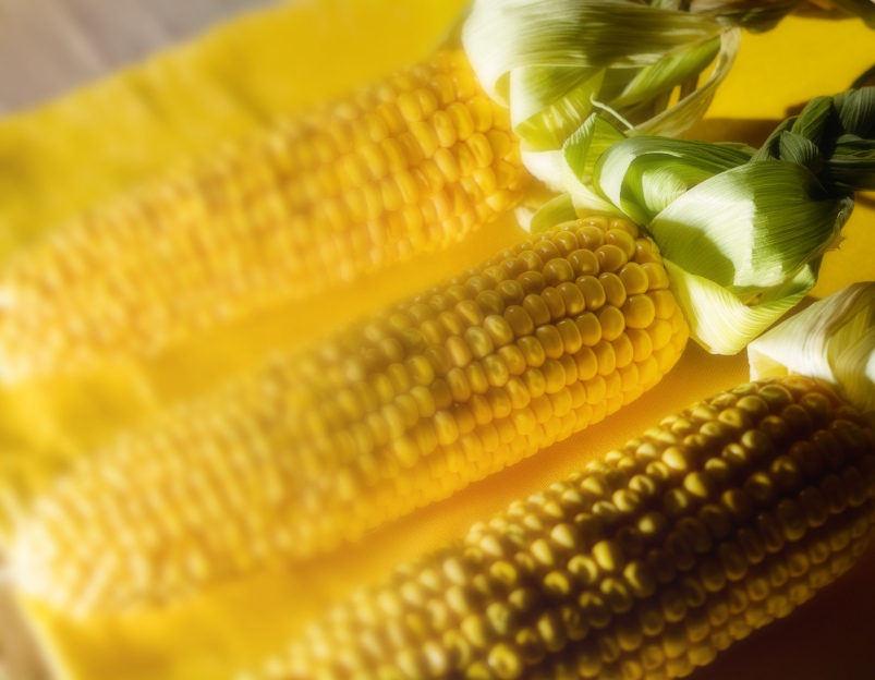 Семенам выдадут технологические паспорта. К новым российским сортам и гибридам подберут схемы минерального питания