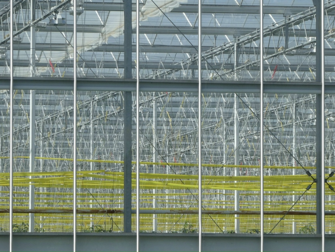 Тепличный комплекс «Гусиноозерский» площадью около 20 га начнет работать в Бурятии в 2026 году. Он станет крупнейшим в Дальневосточном федеральном округе,…