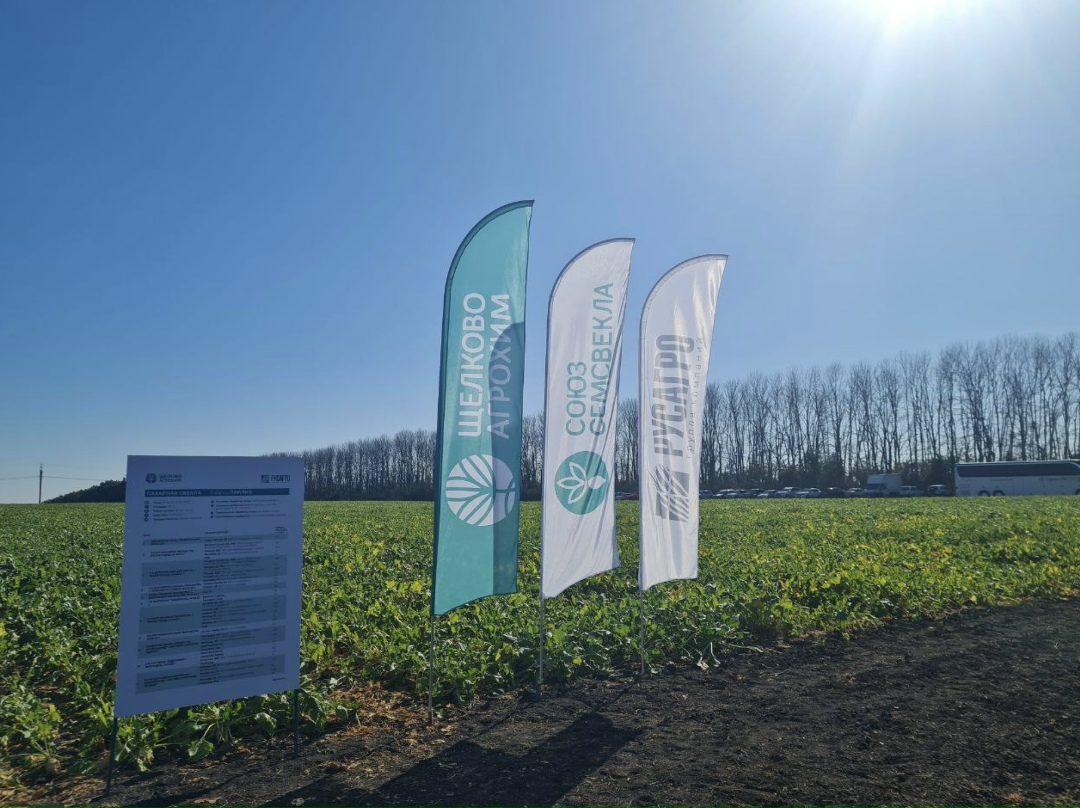 Гибрид сахарной свеклы Бриз селекции «СоюзСемСвекла» занял первое место в рейтинге по объемам высева в России в 2025 году, годом ранее он был восьмым, следует…