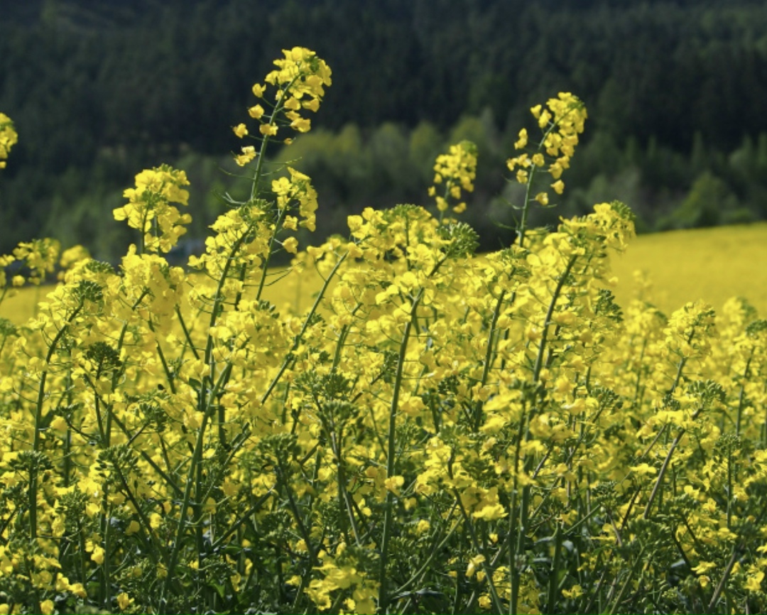 Завод по переработке масличных компании «Маслов» будет запущен во второй половине 2026 года. Реализация проекта по переработке рапса и льна началась осенью…