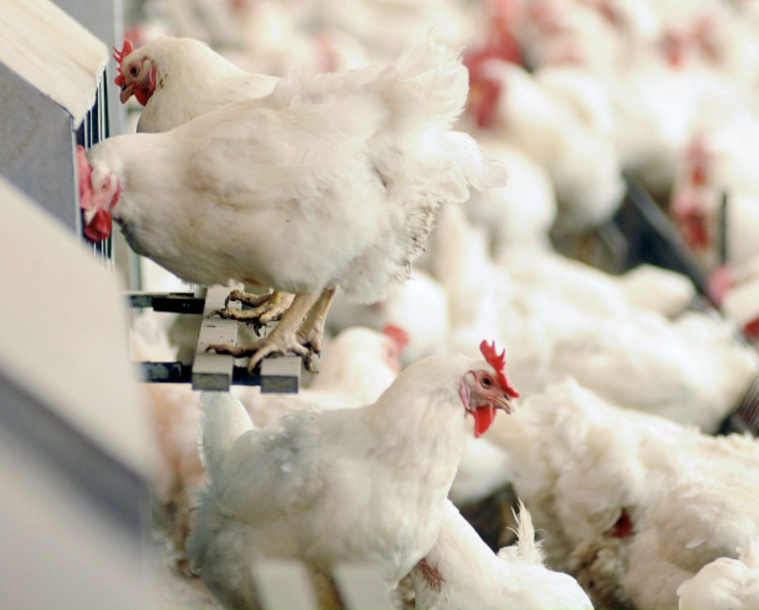 Птицефабрика «Комсомольская», крупнейший производитель столового яйца в Пермском крае, в первом полугодии 2026 года планирует ввести в эксплуатацию три новых…