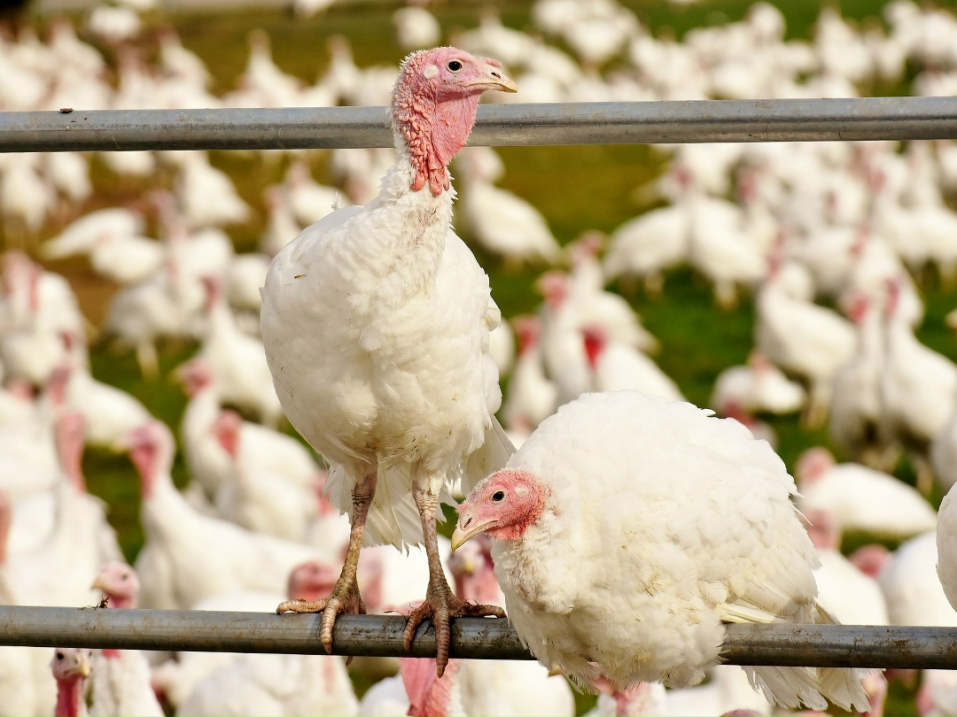 Группа компаний «Дамате» приступила к строительству нового птицеводческого блока в Пензенской области. Сумма инвестиций составит 4,3 млрд руб. Строительство…