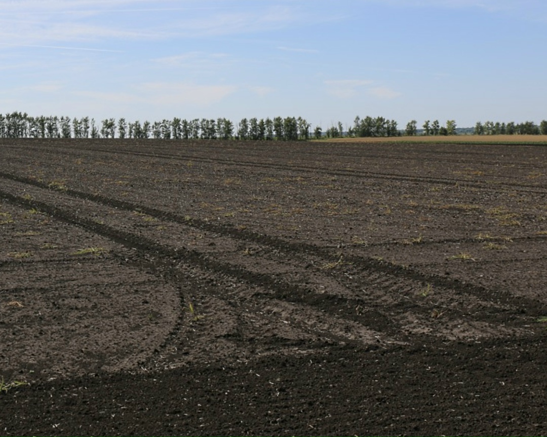 В 2026 году аналитики Techart ожидают увеличения посевных площадей примерно на 4% к уровню 2025-го