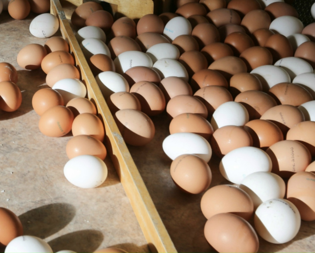 Симоновская птицефабрика (входит в агрохолдинг «Саратов-Птица») планирует увеличить производство яйца на 20 млн штук в год