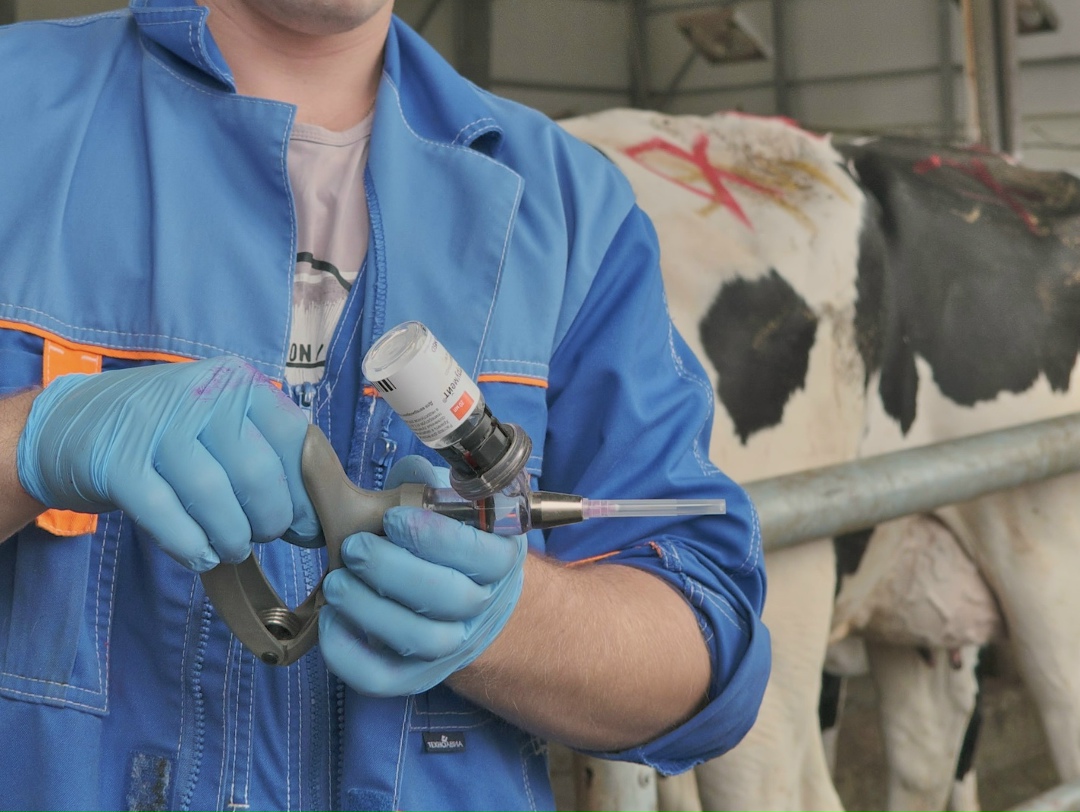 Группа депутатов внесла в Госдуму законопроект, который предполагает проведение клинических исследований импортных ветеринарных препаратов только на территории…