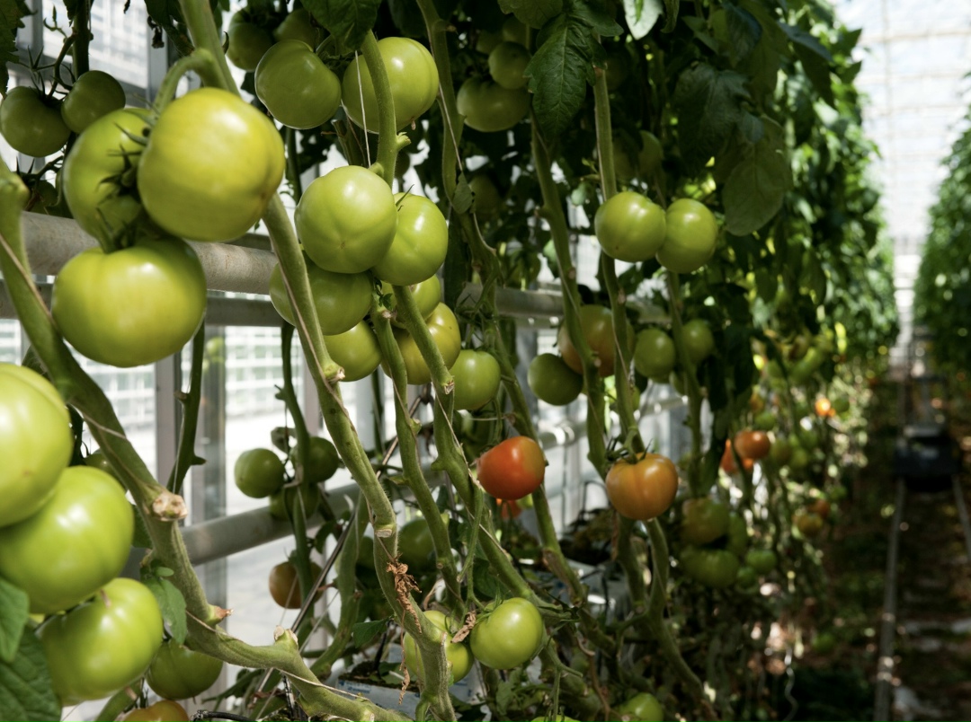 Правительство включило в план приватизации федерального имущества на 2026-2028 годы агрокомбинат «Тепличный» в Краснодарском крае