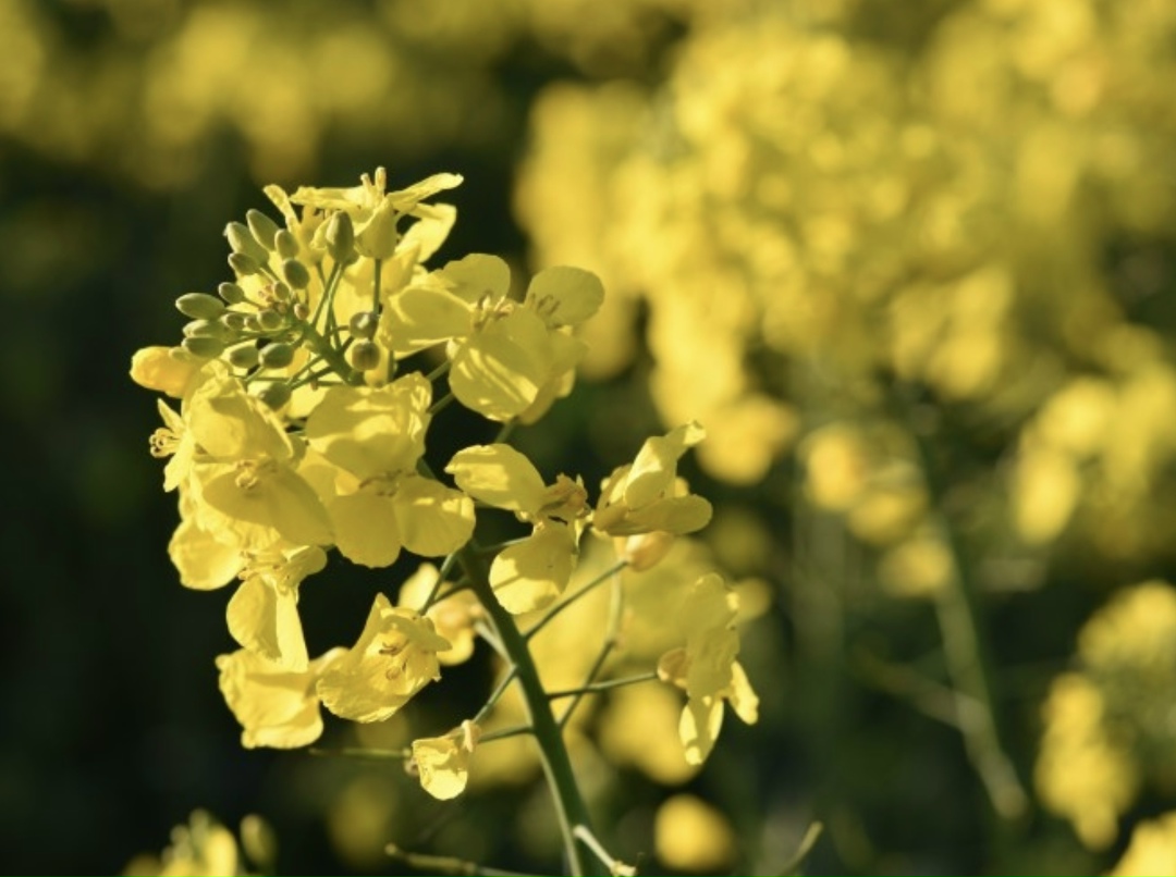 В 2026 году совокупный валовой сбор подсолнечника, сои, рапса и масличного льна может составить около 34 млн т против более чем 33 млн т в 2025-м