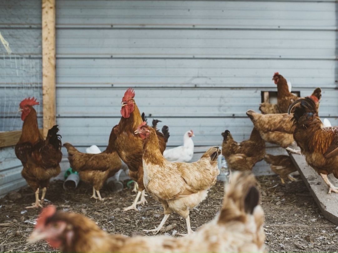 Компания «Приморская Птица» - новый резидент территории опережающего развития (ТОР) «Михайловский» - реализует проект по строительству репродуктора второго…