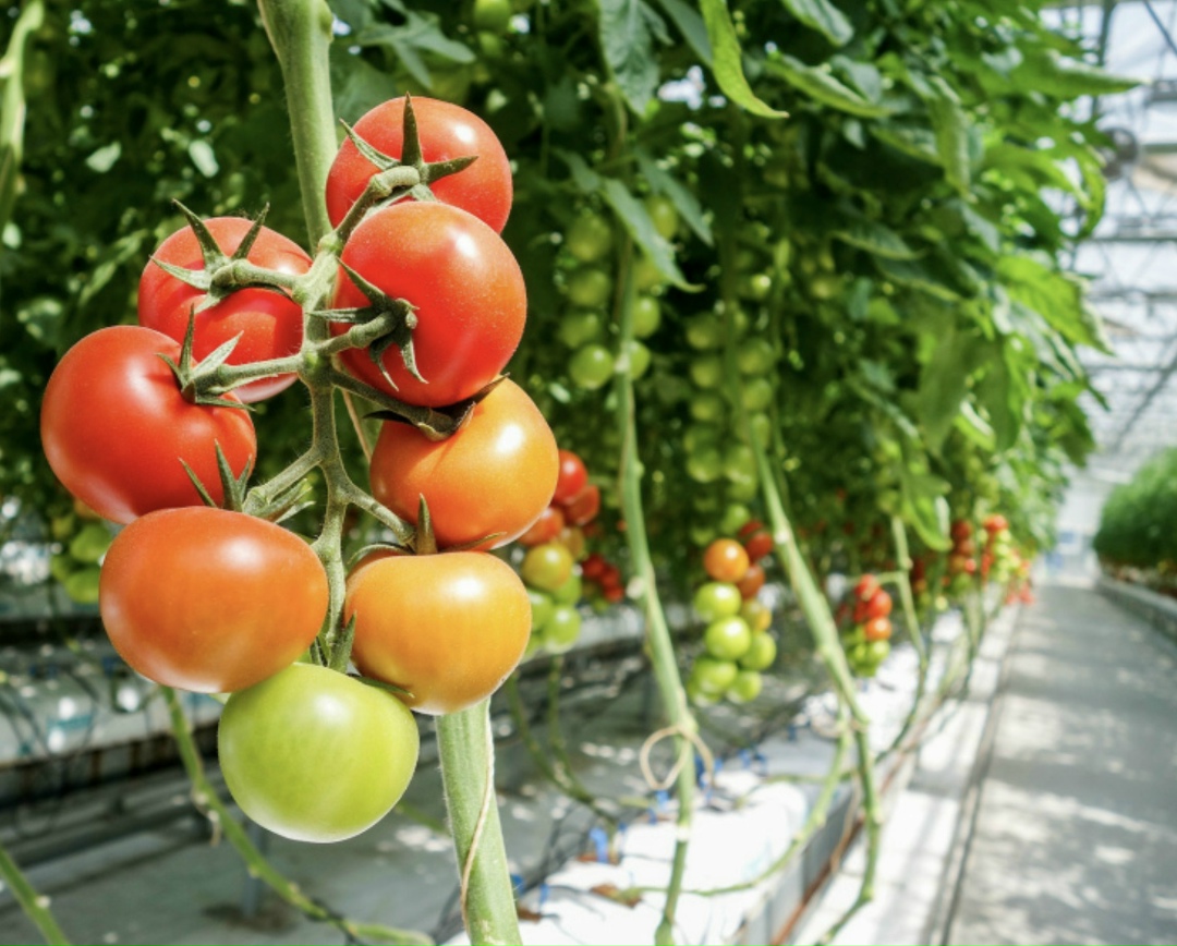 Себестоимость производства тепличных овощей в ГК «РОСТ» в прошлом году увеличилась на 15% на фоне роста стоимости энергоресурсов, рабочей силы и логистики. Об…