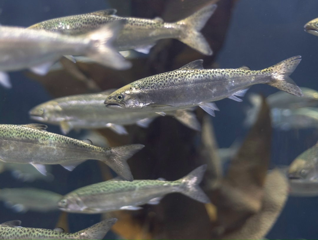 Экспорт рыбы и морепродуктов из России в 2025 году остался на уровне 2024-го в натуральном выражении – 2,1 млн т, и увеличился в деньгах на 14%, до $6 млрд,…