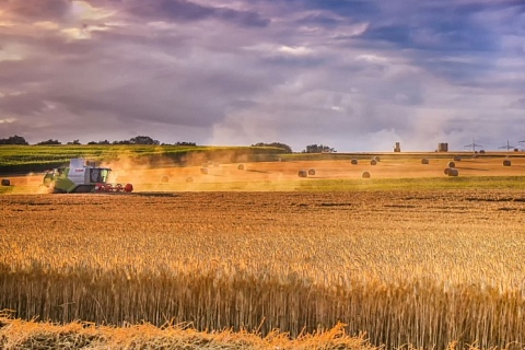 По результатам фитосанитарного мониторинга в 2025 году Россельхозцентр выявил вредные объекты на площади 31,47 млн га посевов открытого грунта