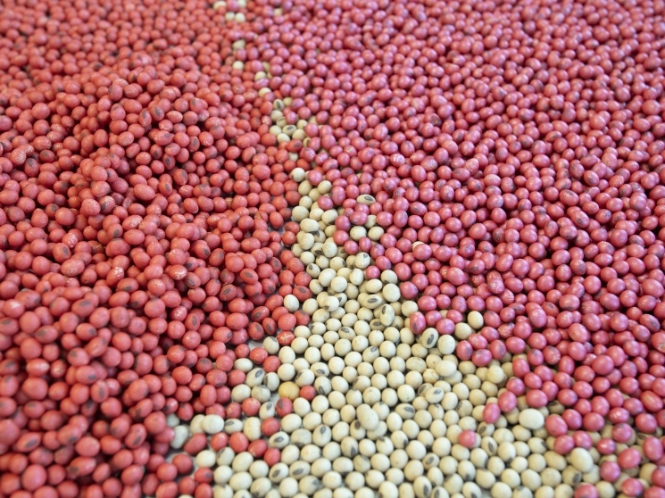 Семенная трансформация. Какими темпами будет идти импортозамещение в секторе товарных семян — Журнал «Агроинвестор: PRO технику и технологии»