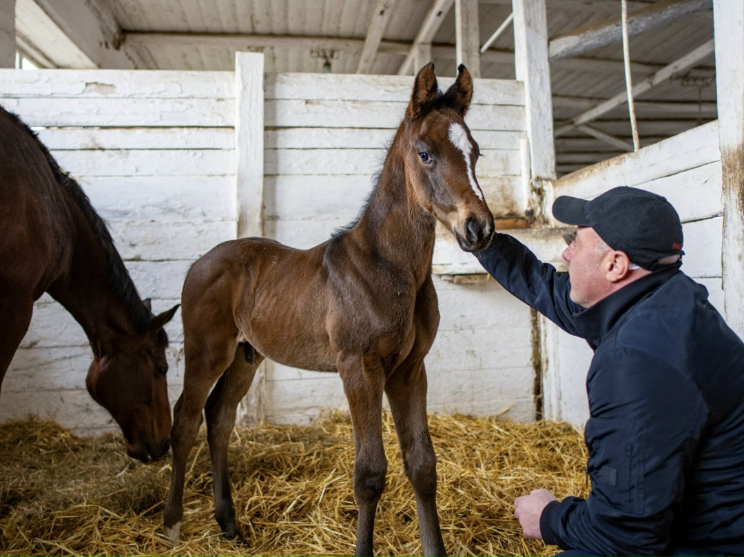 На конном заводе «Восход» (входит структуру «Прогресс Агро») началась активная фаза сезона выжеребки, который стартовал в середине января и продлится до…