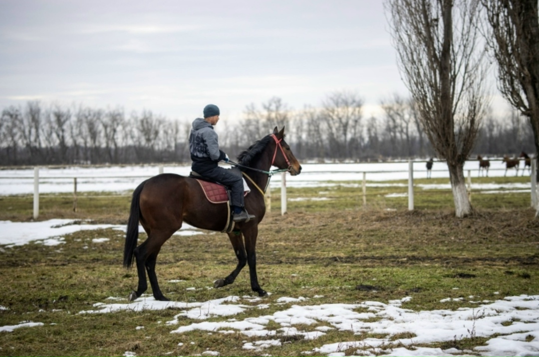 На конном заводе «Восход» (входит структуру «Прогресс Агро») началась активная фаза сезона выжеребки, который стартовал в середине января и продлится до…