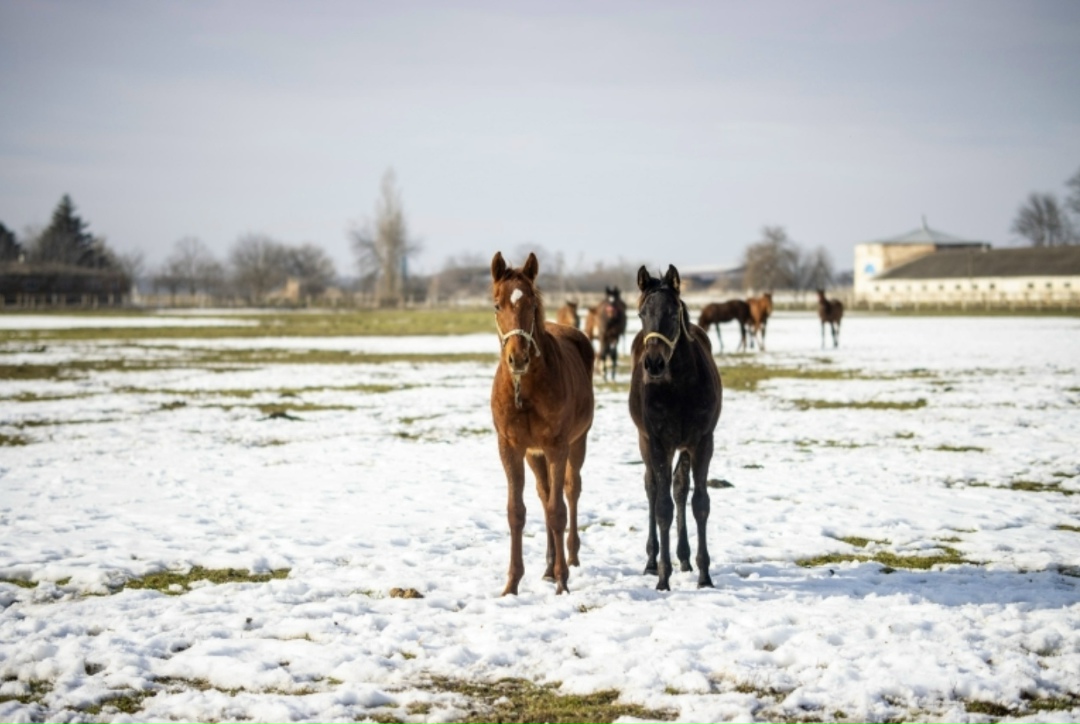 На конном заводе «Восход» (входит структуру «Прогресс Агро») началась активная фаза сезона выжеребки, который стартовал в середине января и продлится до…