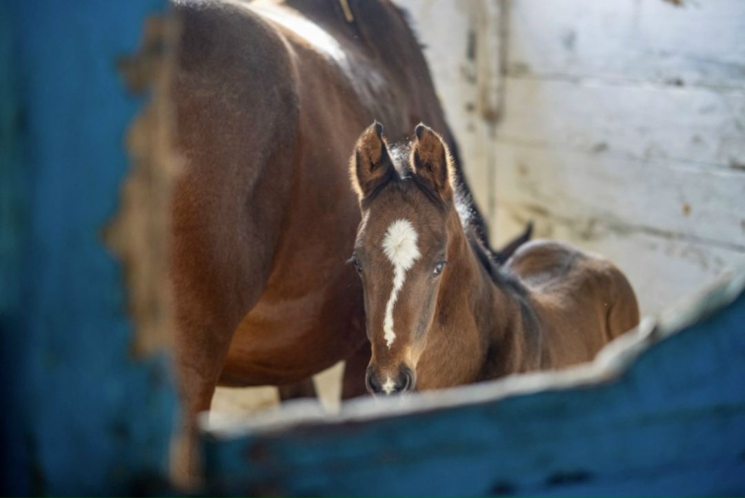 На конном заводе «Восход» (входит структуру «Прогресс Агро») началась активная фаза сезона выжеребки, который стартовал в середине января и продлится до…