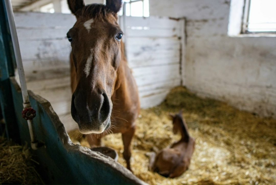 На конном заводе «Восход» (входит структуру «Прогресс Агро») началась активная фаза сезона выжеребки, который стартовал в середине января и продлится до…