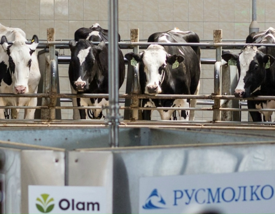 «Русская молочная компания» в прошлом году произвела более 271 тыс. т молока, это на 25% больше, чем годом ранее