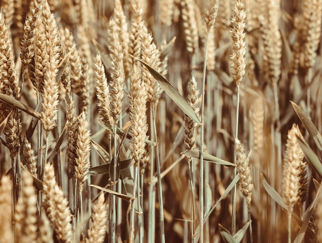 Аналитический центр «СовЭкон» считает, что потенциал роста цен на пшеницу не выбран полностью и ожидает более высокие уровни в ближайшие месяцы