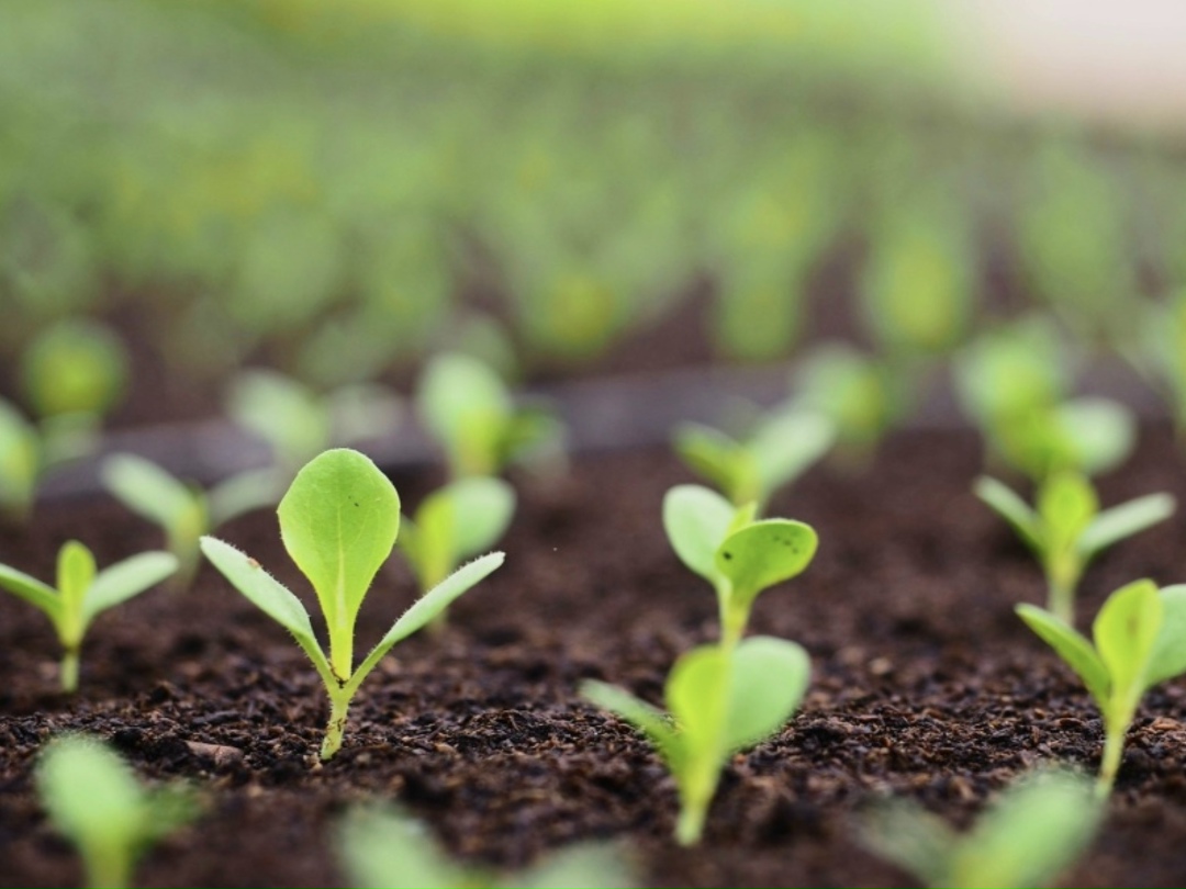 Доля семян отечественной селекции в 2025 году составила 69,3% против 67,6% в 2024-м и 60,3% в 2022-м, говорится в презентации Минсельхоза, представленной на…