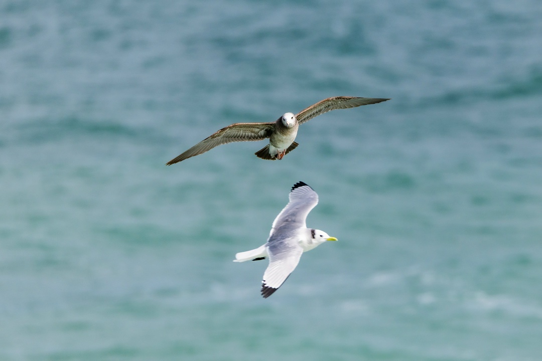 Из Южно-Китайского моря — прямиком вам в ленту!