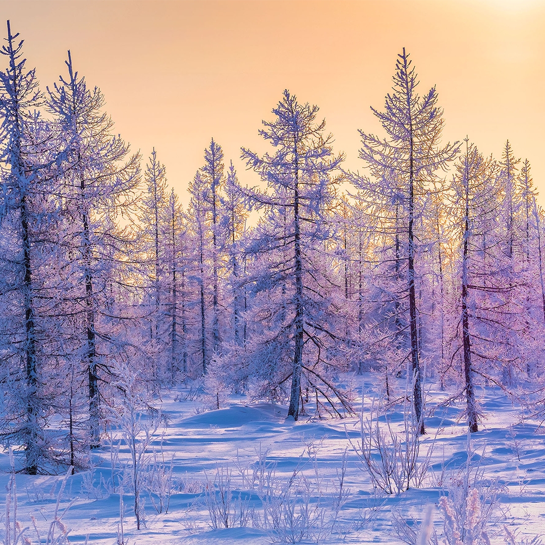«Мороз и солнце»! Достаточно услышать первые слова из стихотворения Александра Пушкина «Зимнее утро», и в мыслях мигом возникает продолжение и образы,…