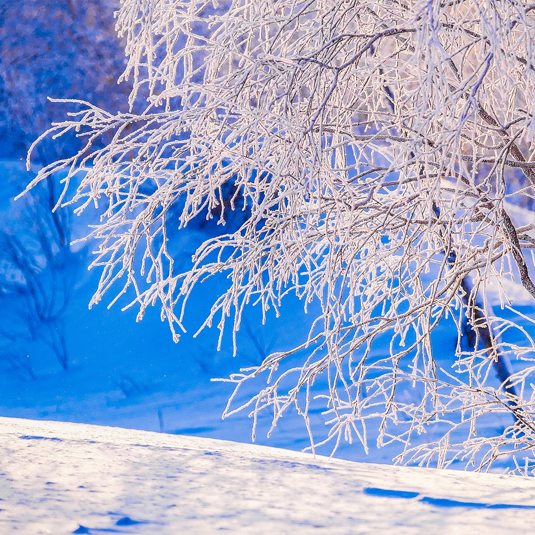 «Мороз и солнце»! Достаточно услышать первые слова из стихотворения Александра Пушкина «Зимнее утро», и в мыслях мигом возникает продолжение и образы,…