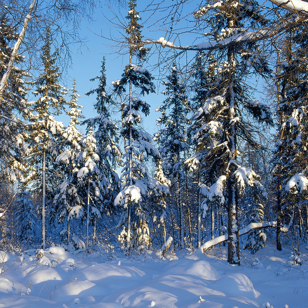 «Мороз и солнце»! Достаточно услышать первые слова из стихотворения Александра Пушкина «Зимнее утро», и в мыслях мигом возникает продолжение и образы,…