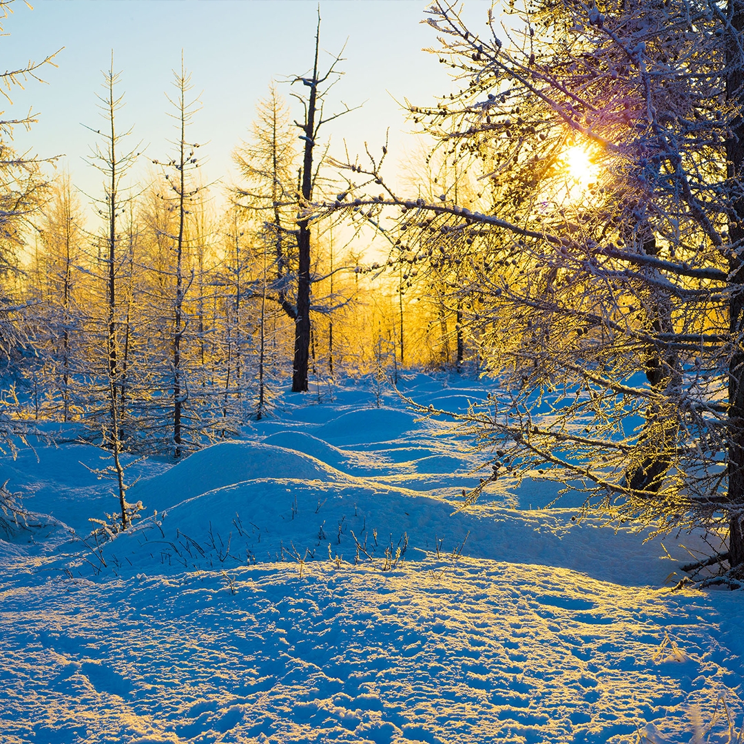 «Мороз и солнце»! Достаточно услышать первые слова из стихотворения Александра Пушкина «Зимнее утро», и в мыслях мигом возникает продолжение и образы,…