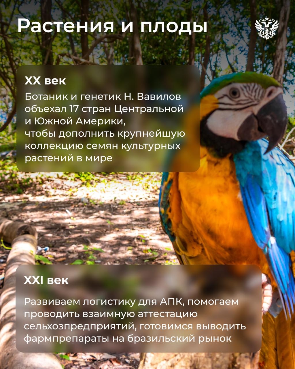 Если бы Чебурашка приехал в Россию сейчас, то наверняка из Бразилии