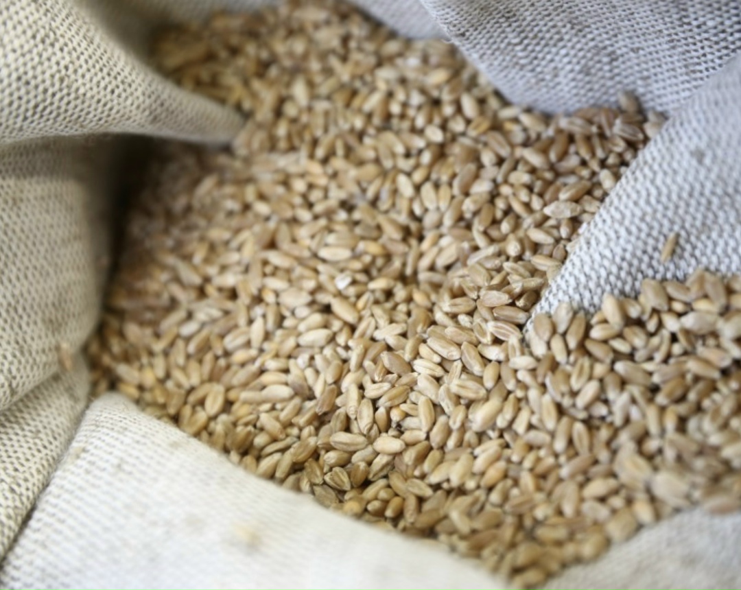 В прошлом году валовой сбор зерна с учетом новых регионов составил 142 млн т, включая более 93 млн т пшеницы, результат стал третьим в истории. Об этом сообщил…