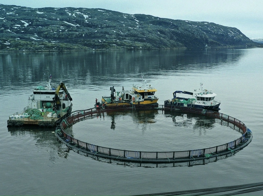 Выручка «Инарктики» (один из крупнейших игроков в секторе аквакультуры) за 2025 год снизилась на 22% год к году, до 24,6 млрд руб. Это связано с уменьшением…