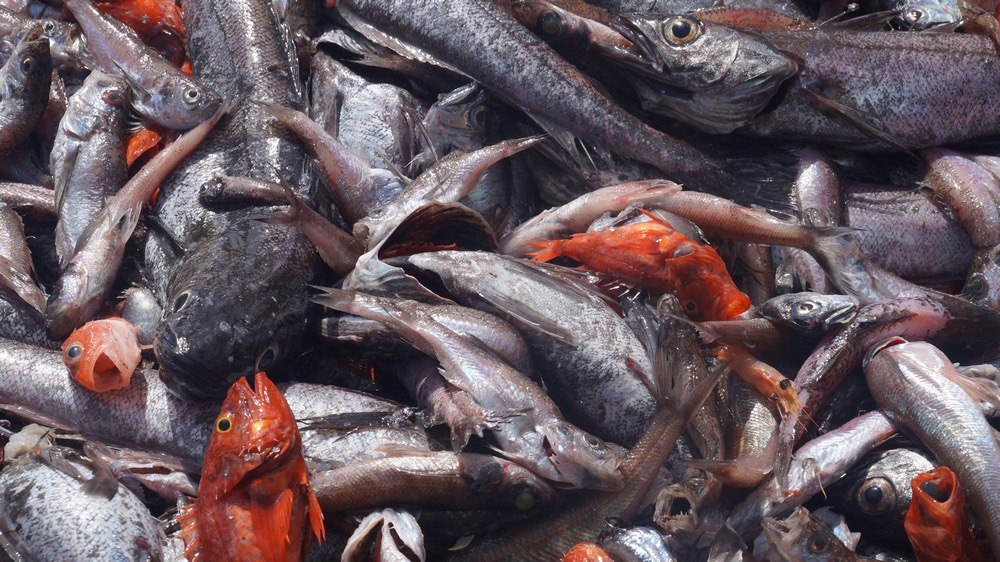 Дмитрий Патрушев: Результаты Большой африканской экспедиции станут основой для расширения российского рыболовного промысла.