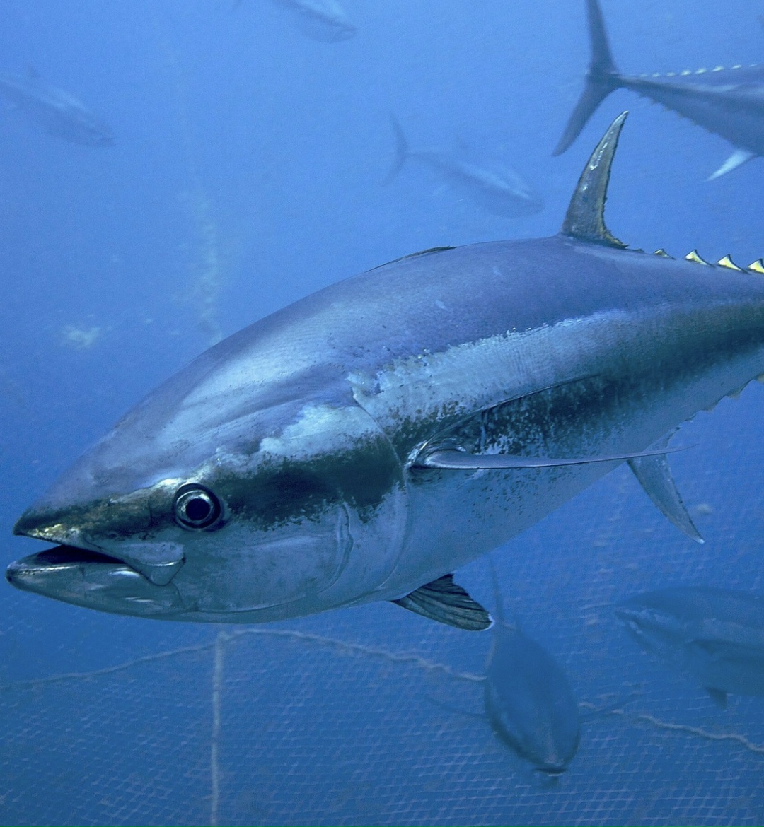 Российский импорт тунца в 2025 году вырос (год к году) на 13% в весе, до 32 тыс. т, и на 22% в деньгах, подсчитал аналитический центр Рыбного союза на основе…