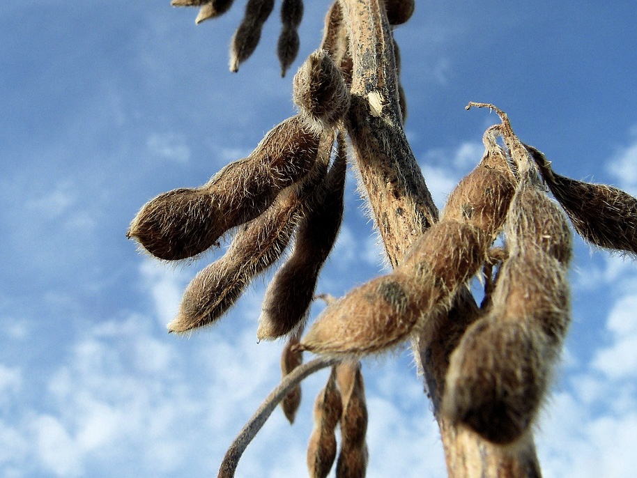 Под посевную 2026 года российские предприятия полностью обеспечены семенным материалом. Так, семян подсолнечника будет произведено 42,9 тыс. т — этот объем…