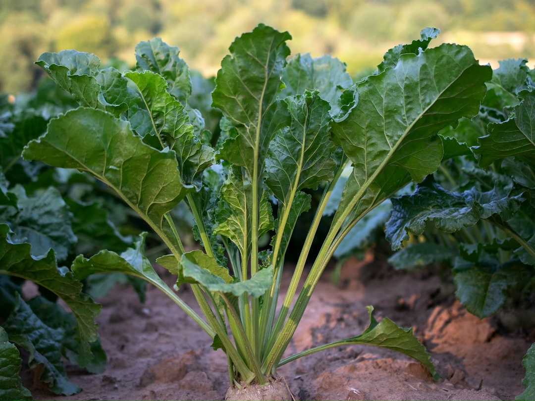 Селекционно-семеноводческая компания Ruseed приступила к реализации комплексного научно-технического проекта (КНТП) по созданию гибридов сахарной свеклы.…