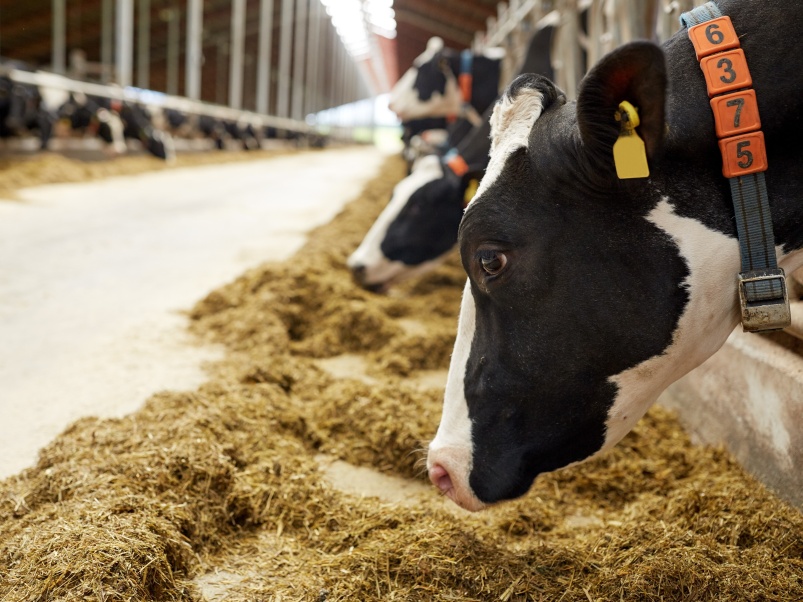 Россельхознадзор свяжет оформление ветеринарных сопроводительных документов (ВСД) на молочную продукцию в «Меркурии» с наличием данных о животных в системе…