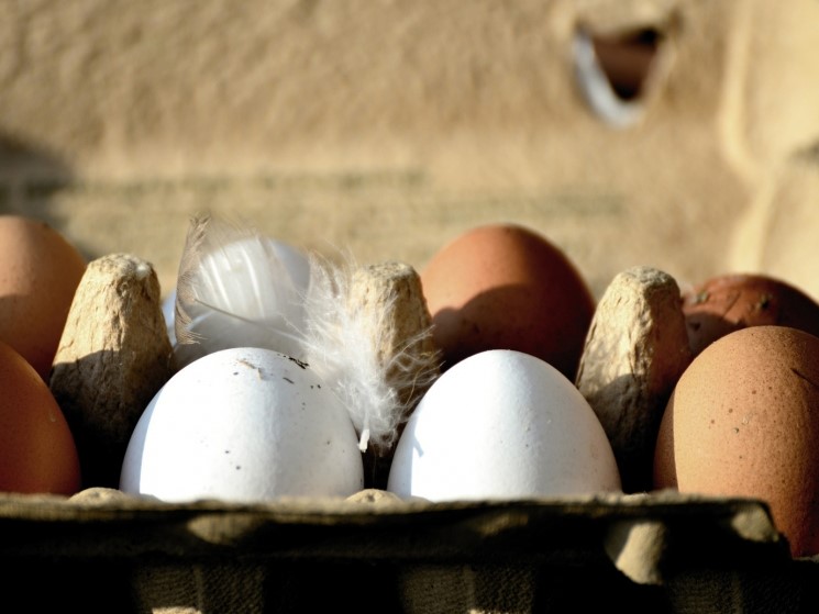 Экспорт яиц из России в 2025 году вырос 1,6 раза, до 406,7 млн штук, импорт снизился на 13%, до 740,2 млн штук, сообщила гендиректор Росптицесоюза в ходе…
