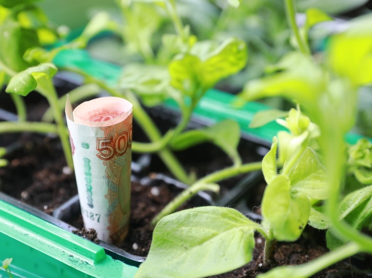 С 2027 года агрострахование станет обязательным условием для получения льготного кредитования. Об этом сообщил президент Национального союза агростраховщиков…