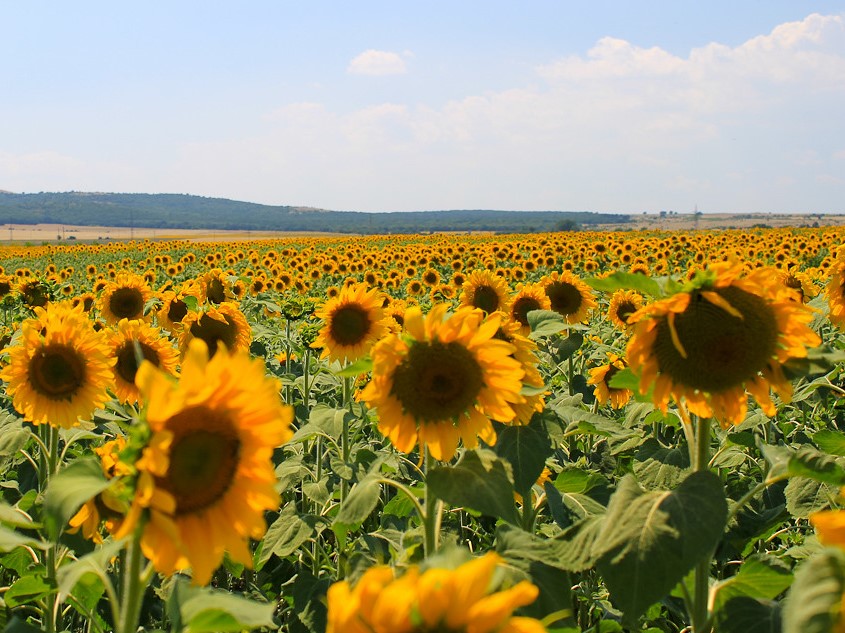 Производство масложировой продукции в 2025 году составило 25,68 млн т, что на 5% меньше, чем в 2024-м. Снижение произошло несмотря на рост перерабатывающих…