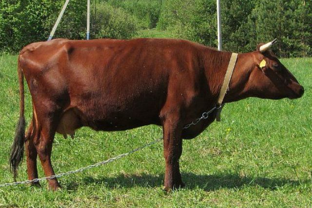 Агрохолдинг «Русское поле» анонсировал программу по возрождению красной горбатовской породы крупного рогатого скота. Об этом сообщило Министерство сельского…