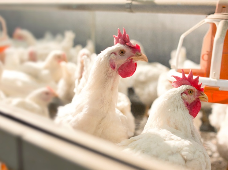 Мясо птицы и яйцо в эпоху выбора. Как завоевать насытившегося потребителя — Журнал «Агроинвестор»