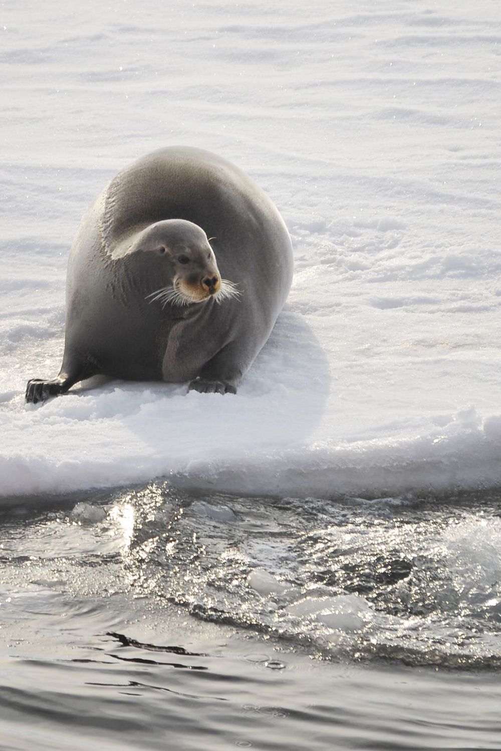 Сфотографировали северного зайца Если вы подумали, что мы об ушастом зверьке, который скачет по сугробам, то у нас для вас сюрприз