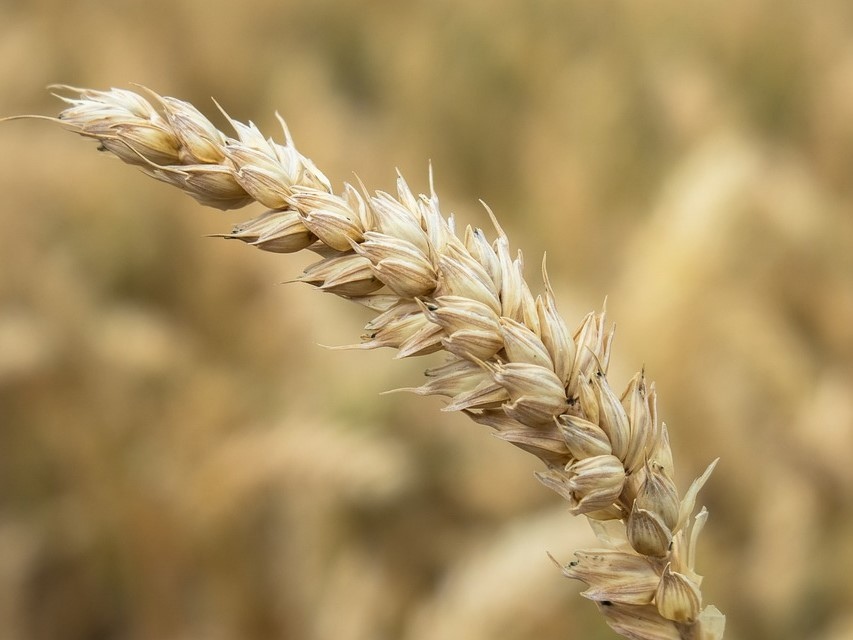 Показатель самообеспеченности России зерном по итогам 2025 года увеличился до 161%, рыбой и рыбопродуктами - до 128,8%, мясом - до 102%, сообщил Минсельхоз.…