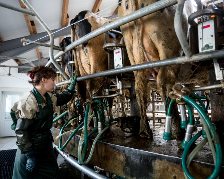 На рынке сырого молока продолжается фаза коррекции цен, которая началась в четвертом квартале 2025 года