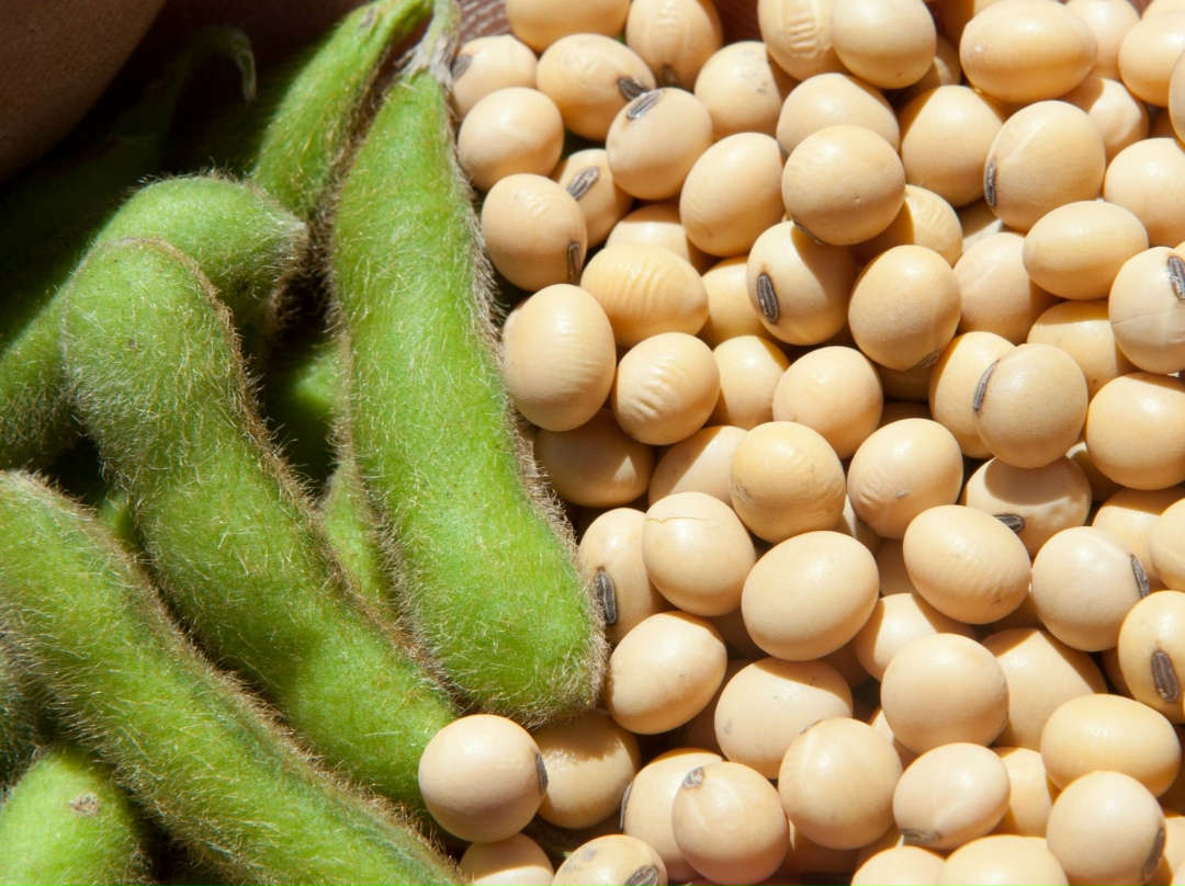 Президент Владимир Путин поддержал идею создания в Орловской области национального семеноводческого центра. Об этом он сказал на встрече с губернатором региона…