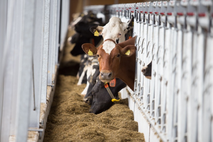 Надои молока на одну корову в сельхозорганизациях (кроме СМП) в 2025 году выросли по сравнению с 2024-м в среднем на 4,8% (+408 кг), до 8937 кг